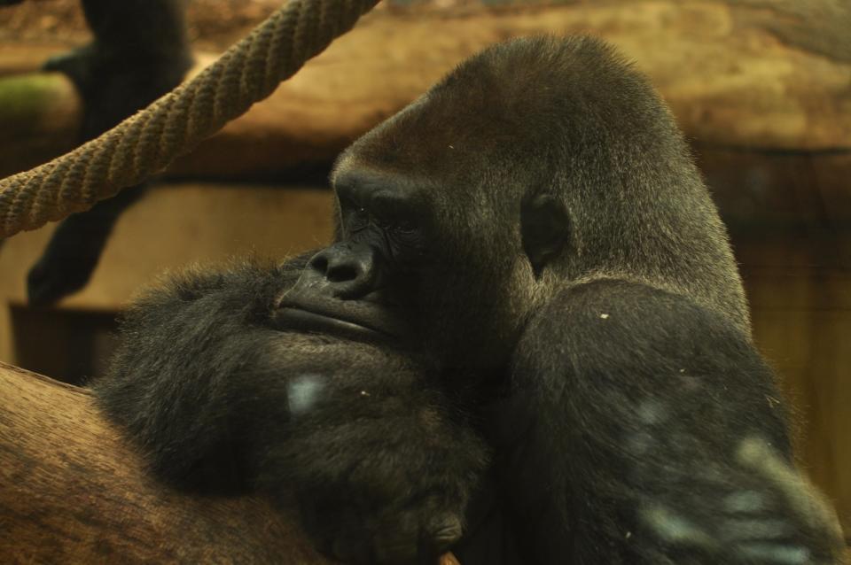 Don't interrupt him right now -- this gorilla has many thoughts to ponder.  (<a href="http://www.flickr.com/photos/jimynu/7250688628/">Image via Flickr</a>)