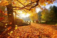 <p>In der Tat gibt es bei einem trockenen und zu warmen Oktober häufig einen kalten Januar, sogar ein sehr kalter Februar folgt. Ist der Oktober zu kalt, folgt häufig ein recht milder Jahresbeginn. (Bild: iStock / Kesu01)</p> 