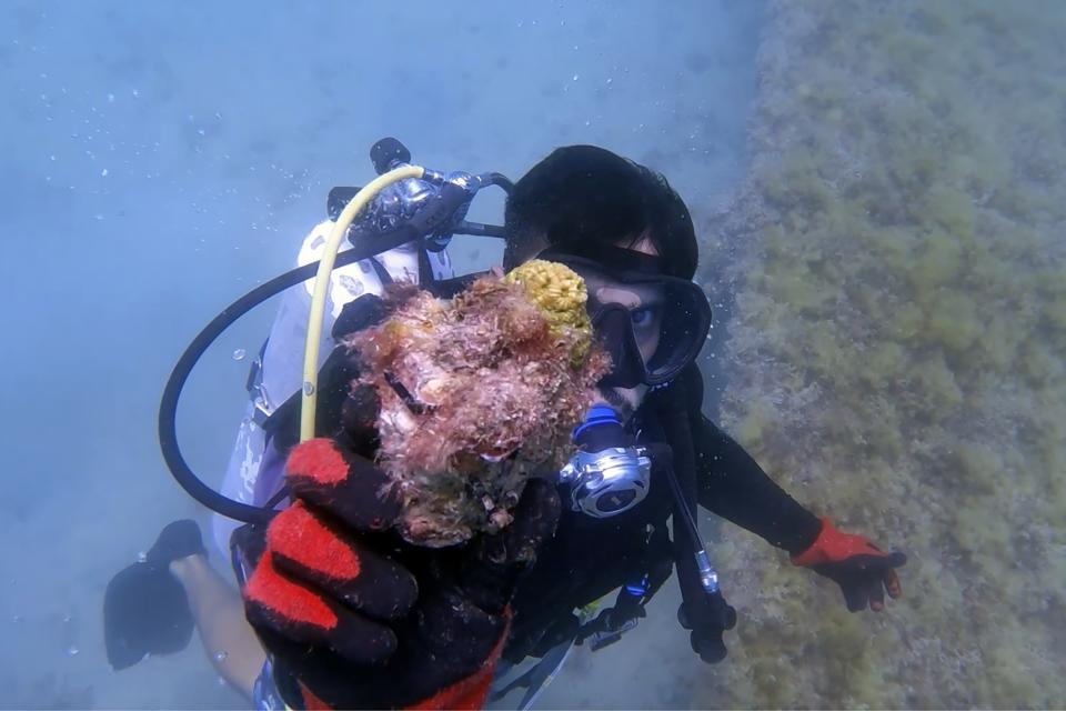 In this frame from video, Hamad al-Jailani, Marine Scientist at Environment Agency Abu Dhabi, shows a piece of restored coral underwater off the coast of Abu Dhabi, United Arab Emirates, May 25, 2023. Restoration efforts are underway in the United Arab Emirates as coral reefs face threats in the Persian Gulf and the Gulf of Oman. (AP Photo/Malak Harb)
