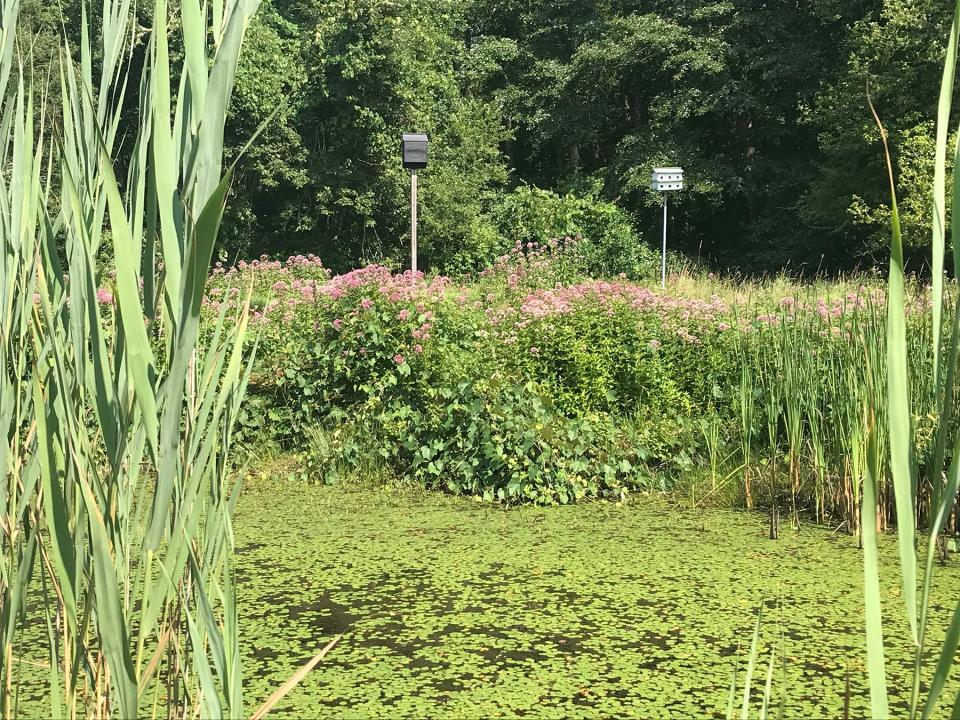 A birdhouse and a bat box stand among the wildflowers on the banks of a pond along Hope’s Path.