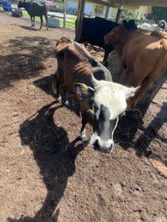 A man and a woman were arrested after 45 malnourished animals were discovered at a Brevard County farm.