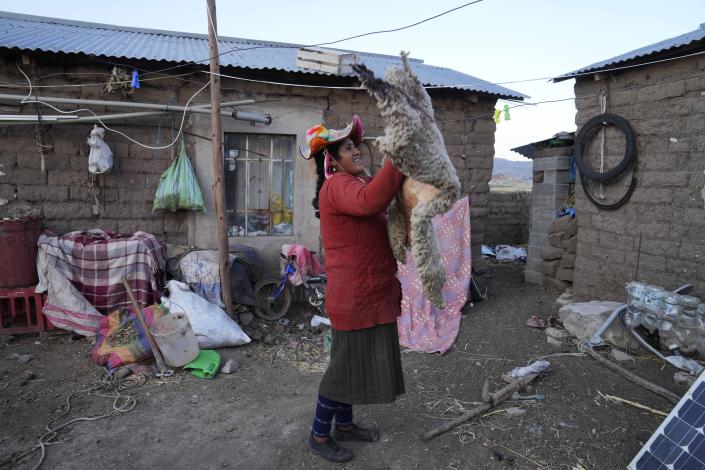 Maribel Vilca slips a sheepskin she has been drying into a bag at her home in Jochi San Francisco, Peru, Friday, Oct. 29, 2021. Vilca said she will not get vaccinated for COVID-19 because she has a mistrust of the government health services after bad experiences during two pregnancies. (AP Photo/Martin Mejia)