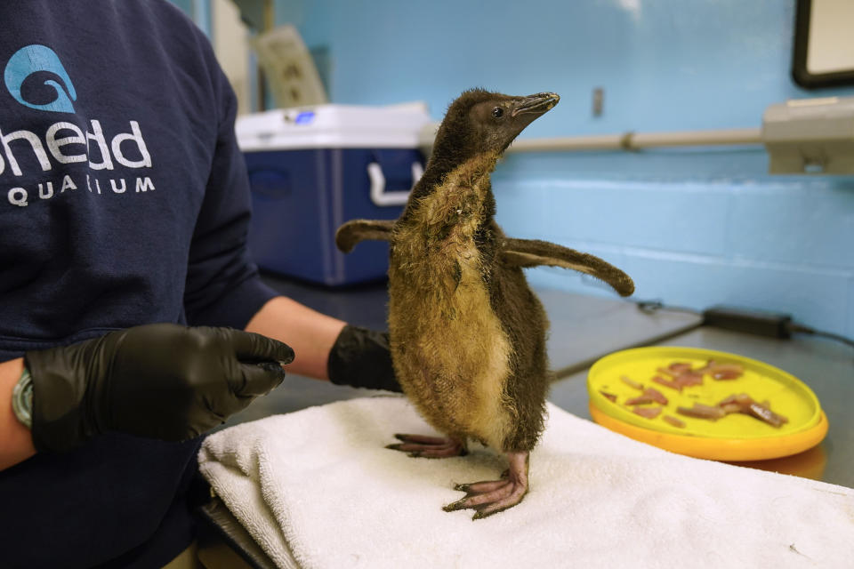 The newest member of Shedd Aquarium's penguin population, a southern rockhopper chick hatched June 16, is fed during a daily wellness exam, Thursday, July 13, 2023, in Chicago. The chick's parents, Edward and Annie, became famous in 2020 as part of the aquarium's "field trips," where penguins would visit locations such as the nearby Field Museum and Soldier Field while the aquarium was closed during the pandemic. (AP Photo/Erin Hooley)