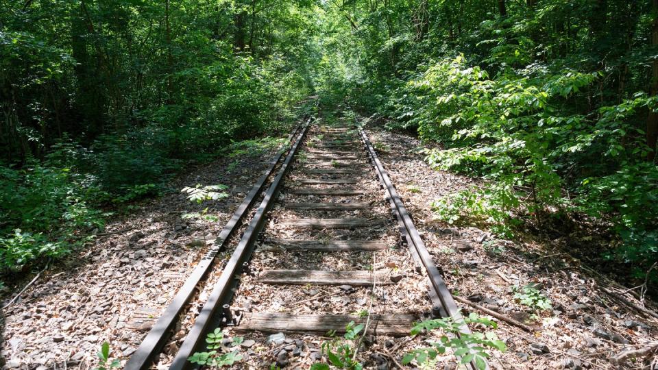 Teilweise zugewachsene Bahnschienen der Potsdamer Stammbahn bei Kleinmachnow.