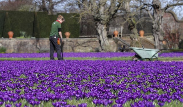 Spring flowers at Ham House