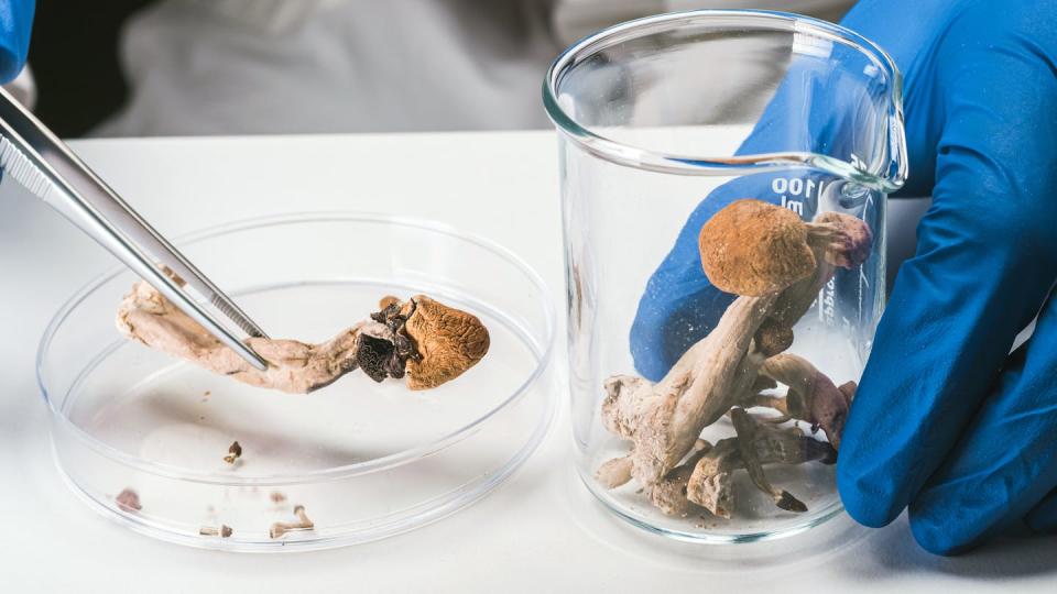 Gloved hands using forceps to remove a mushroom from a beaker for examination in a Petri dish