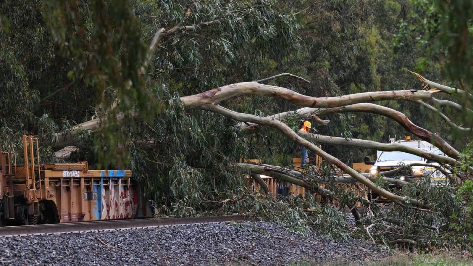 This eucalyptus tree fell across Union Pacific Railroad tracks and landed on parked freight cars near Fourth Street in Grover Beach on Tuesday, March 14, 2023. David Middlecamp/dmiddlecamp@thetribunenews.com