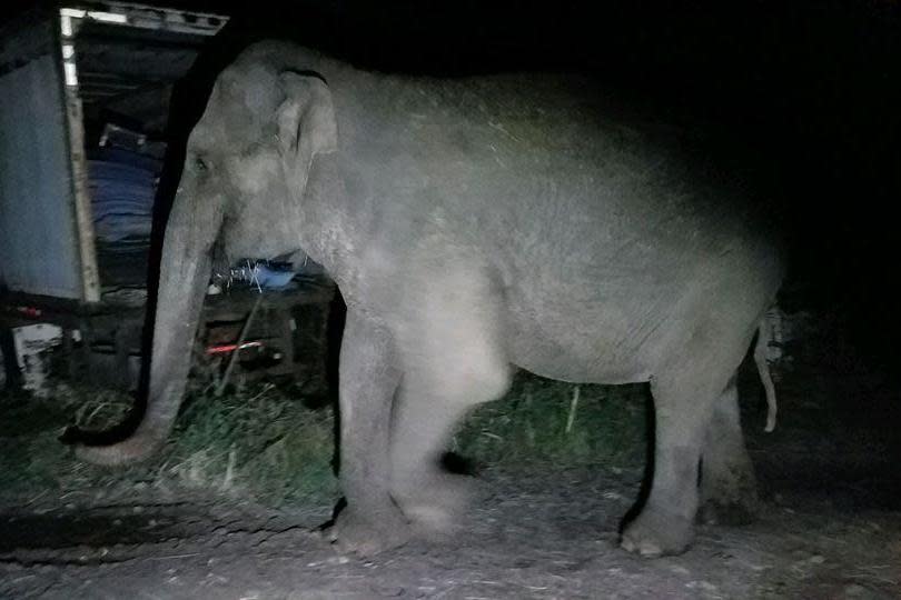 Fritha, a Vietnamese elephant, wandered away from her animal sanctuary: New York State Police