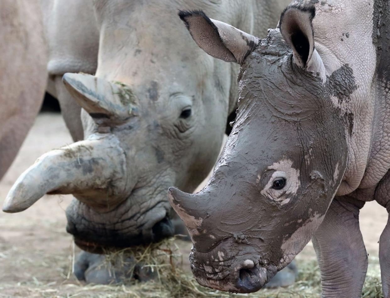 Bonnie the baby white rhino enjoys a facial mudpack with her mum Dorothy in preparation for her first birthday party at Blair Drummond Safari Park (Andrew Milligan/PA)