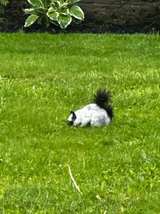 Black and white squirrel in Hartville, Ohio
