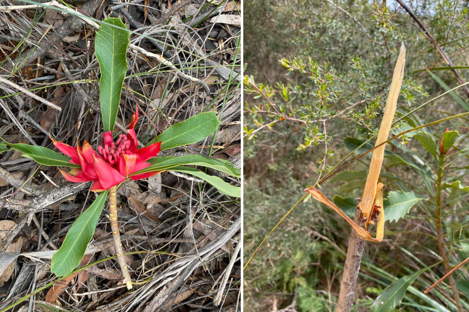 Left, a waratah drying up on the ground after being removed. Right the remnants of a ripped waratah stem in the Blue Mountains.