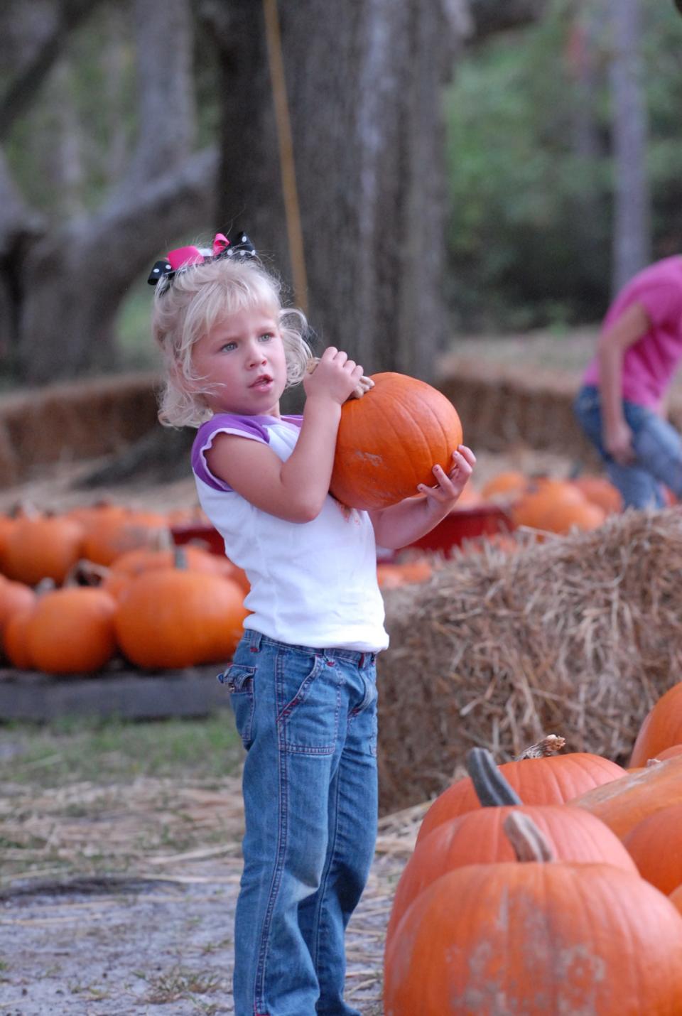 In this photo from Oct. 2007, five-year-old Josie Boyd of Hampstead picks a pumpkin at the Hampstead United Methodist Church Youth Pumpkin Patch.