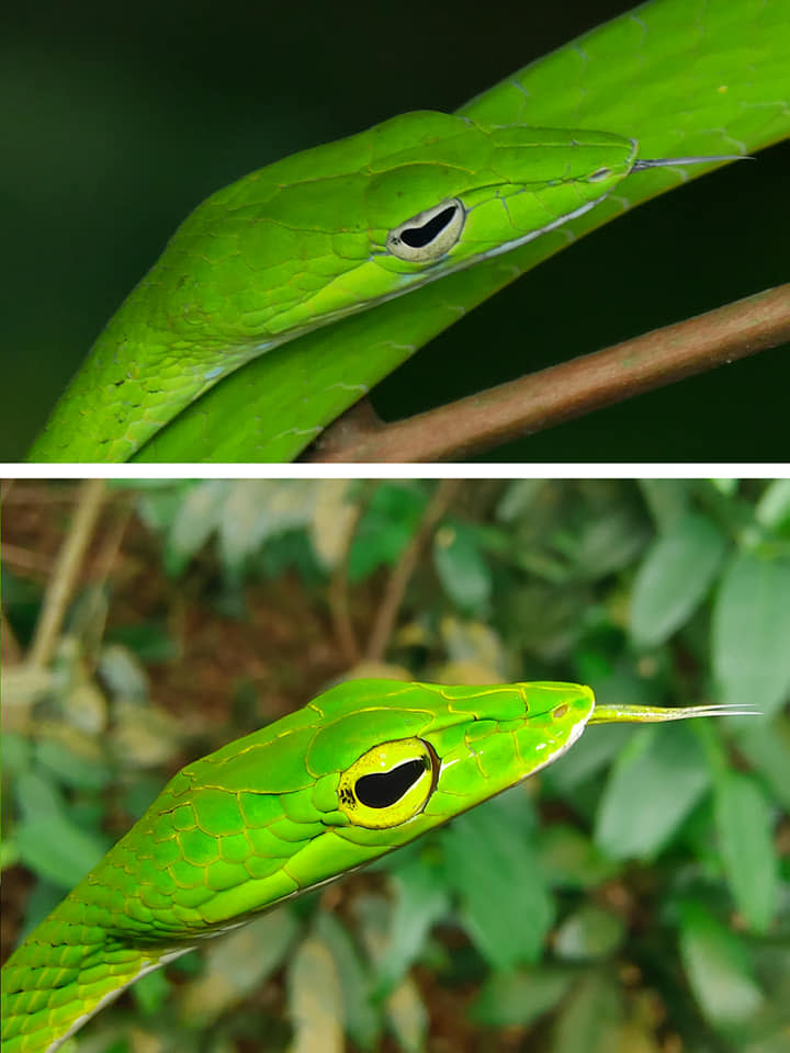 Comparison shots of a Malayan whip snake (bottom) and oriental whip snake (top). Photo of Malayan green whip snake by Bennet Tan, seen on Petai Trail in MacRitchie Reservoir Park in Singapore.