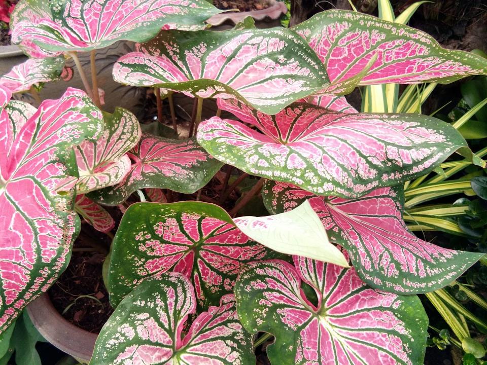 12) Caladiums