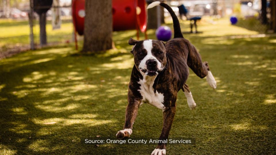 Nicholas, a 3-year-old, 67-pound pup, has called the shelter home for 95 days, making him the shelter’s longest canine resident.