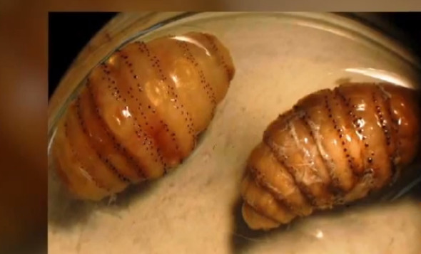 Chinaman finds 20 LIVE maggots under his skin after six-month