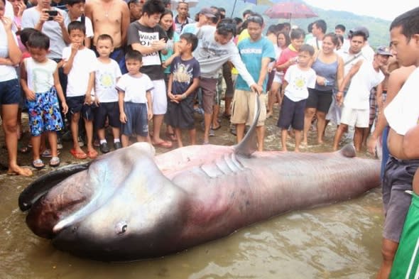 One of the world's rarest deepwater sharks caught in Philippines (pictures)