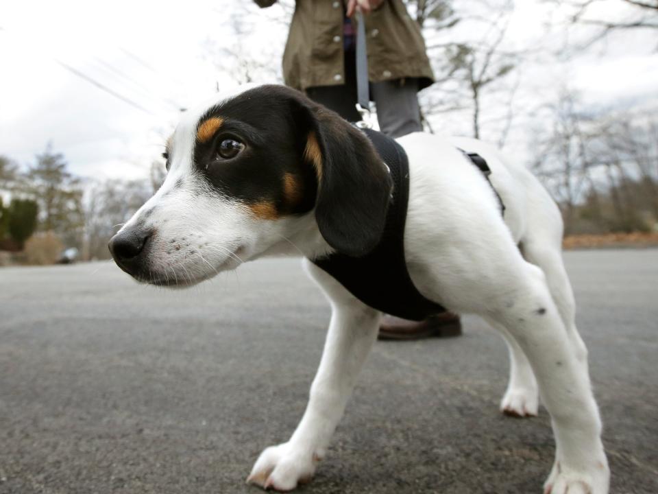 FILE - In this Wednesday, March 29, 2017 file photo, a dog pulls on his leash during a walk in Waltham, Mass. A U.S. study released on Wednesday, March 6, 2019, suggests broken bones from falls while dog-walking are on the rise among older adults and hip fractures are among the most common injuries. Doctors recommend assessing your strength and balance, and Fido’s obedience, before embarking on those healthful outings. (AP Photo/Steven Senne)