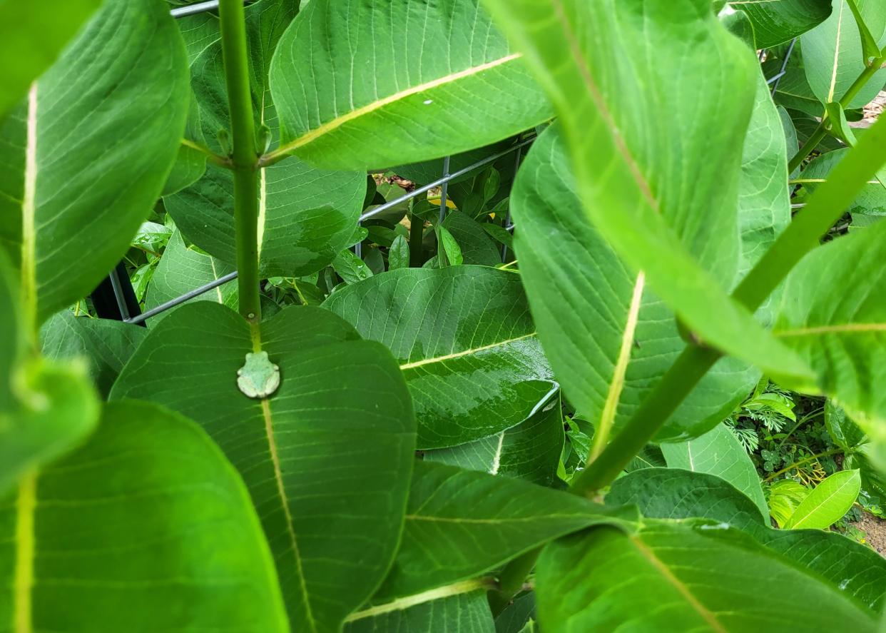 A frog sits on a leave in the natural garden planted at a home on Port Huron's north side last summer. The family, which aimed to foster small animals and butterflies, has since moved.