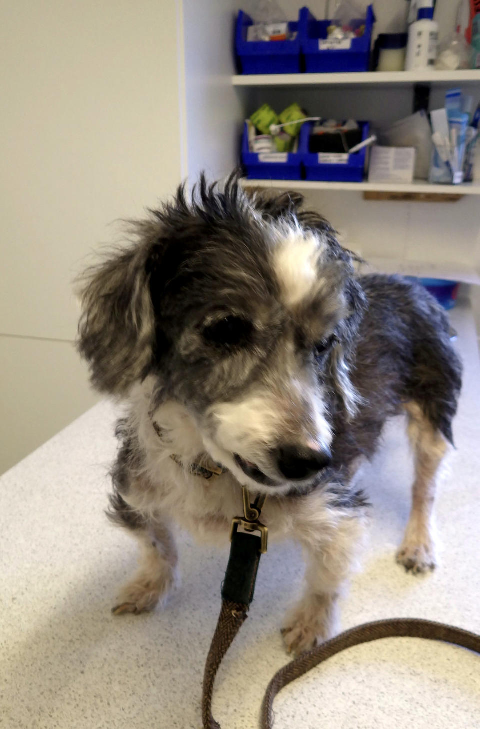 Terrier Dudley was found suffering from dental issues, skin disease and dry eye. (SWNS)