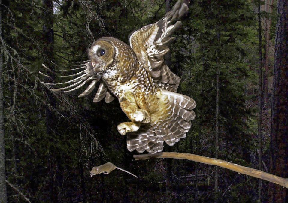 In this May 8, 2003, file photo, a northern spotted owl flies after an elusive mouse jumping off the end of a stick in the Deschutes National Forest near Camp Sherman, Ore.