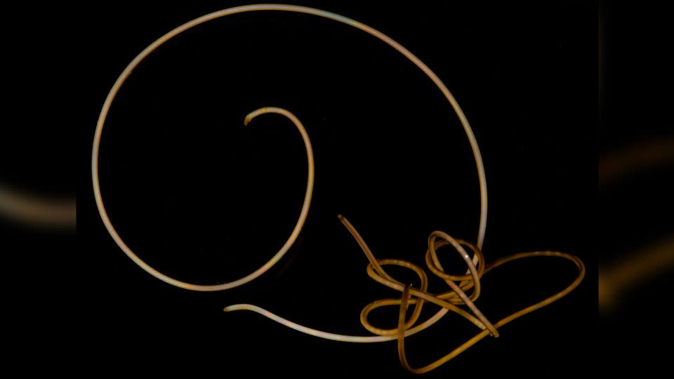 Two live tangled freshwater horsehair worms, scientifically called Gordionus violaceus, were found in Germany. - Gonzalo Giribet