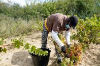 A wine industry worker wearing a face mask collects grapes amid the coronavirus disease (COVID-19) outbreak in Samaniego