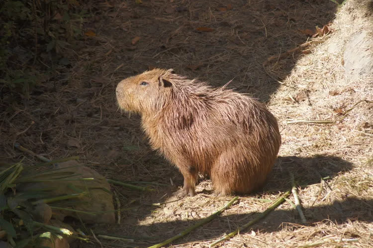 水豚來自頑皮世界野生動物園。凃建豐攝