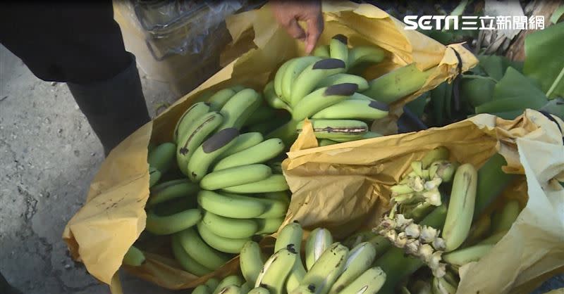 阿伯足足有兩甲多的香蕉園，原本就指望它能維繫一家子人一年來的開銷和來年農作物的成本，沒想到現在幾乎等於零。（圖／記者王浩原攝影）