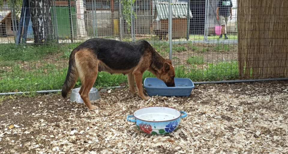 A German Shepherd drinking water outside