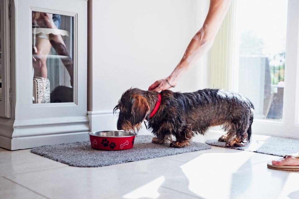 Dachshund in eating dog food