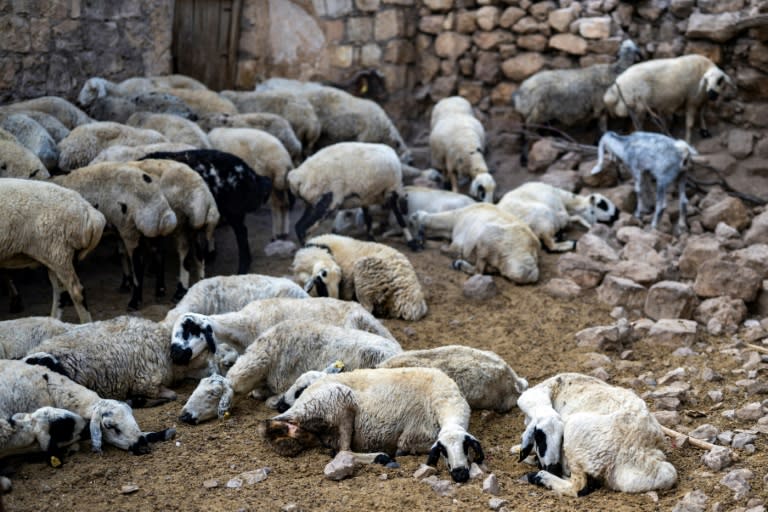 Des moutons blessés à Mardin, dans la province de Mazigadi, dans le sud-est de la Turquie, le 2 juillet 2024 (Yasin AKGUL)