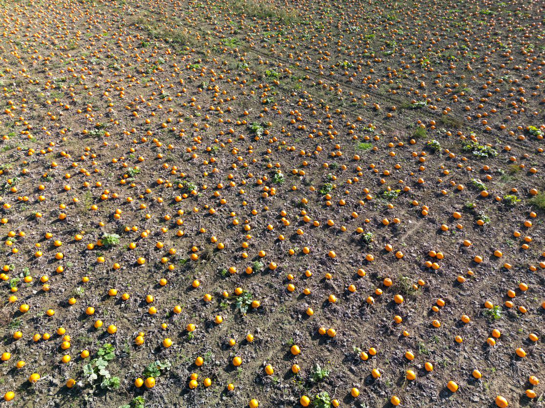 Oakley Farms said the heatwave and subsequent September downpours had caused no issues. (Alan Bennett/ Tesco/ PA)