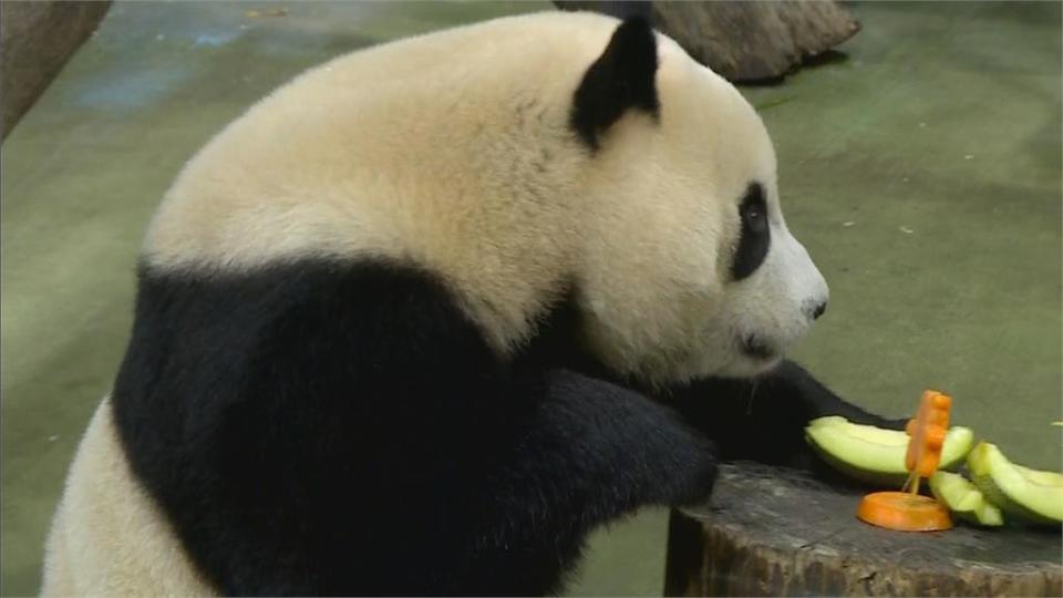 圓寶2歲了！　動物園特製「黃金竹冰蛋糕」慶生