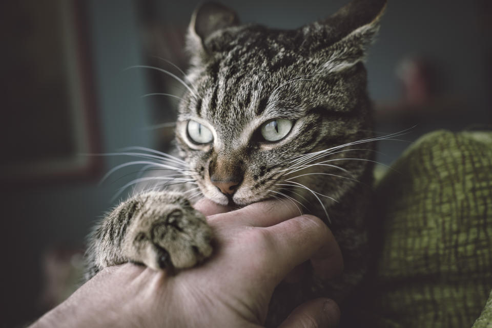 Wenn es um kritische Erreger geht, sind Katzenbisse sogar noch gefährlicher als Hundebisse. (Bild: Getty Images)