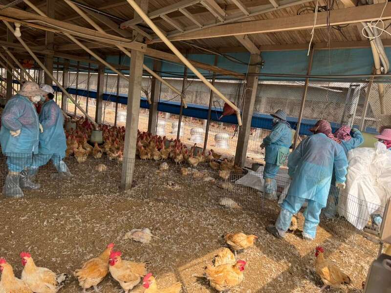 雲林莿桐1雞場染H5N1  撲殺超過2萬隻 雲林縣動植物防疫所表示，莿桐鄉1土雞場日前出現 異常死亡，經通報確診H5N1（亞型高病原性禽流 感），25日執行撲殺銷毀2萬3571隻50日齡的紅羽土 雞，並督導業者完成場區清潔及消毒作業。 （雲林縣府提供）   中央社記者姜宜菁傳真  113年3月25日 