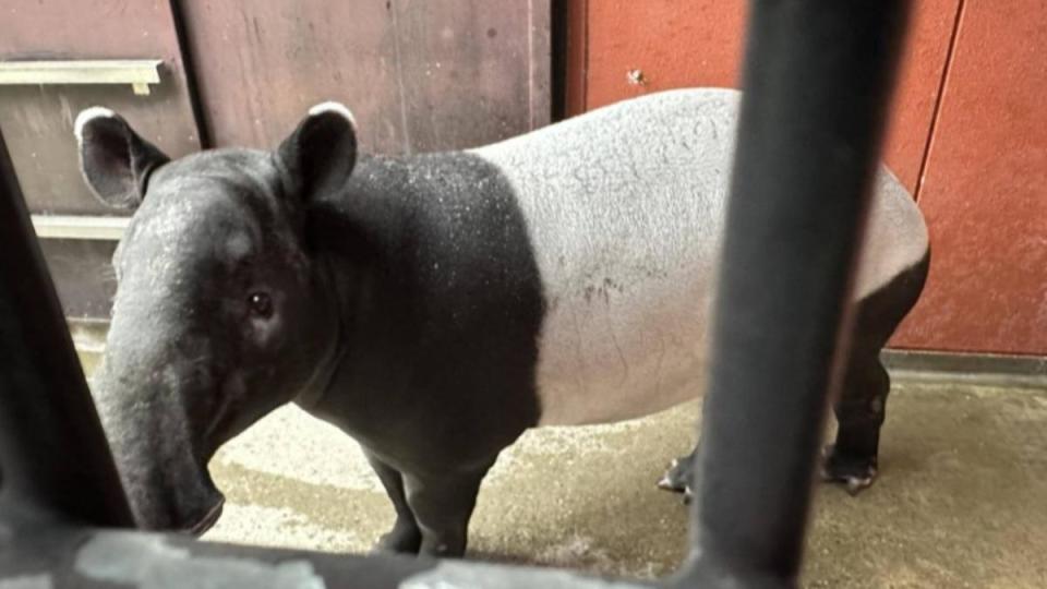 日本馬來貘抵台後猝死，台北市立動物園出面說明。（圖／翻攝橫濱動物園官網）