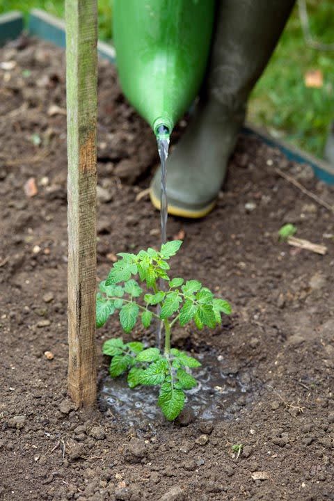 Plant hardy veggies.