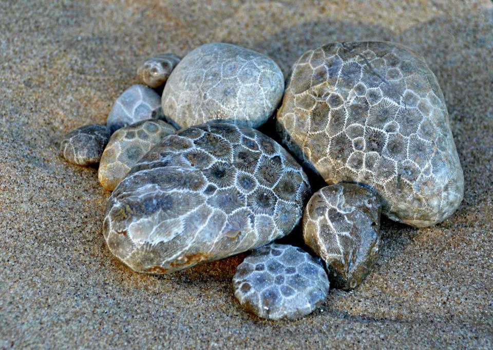 <p><strong>State Stone: Petoskey Stone </strong></p><p>These patterned stones are the fossilized remains of coral. So cool the state designated this the <a href="https://www.michigan.gov/documents/kids/statesymbolstext_645891_7.html" rel="nofollow noopener" target="_blank" data-ylk="slk:official stone back in 1965;elm:context_link;itc:0;sec:content-canvas" class="link ">official stone back in 1965</a>. </p>