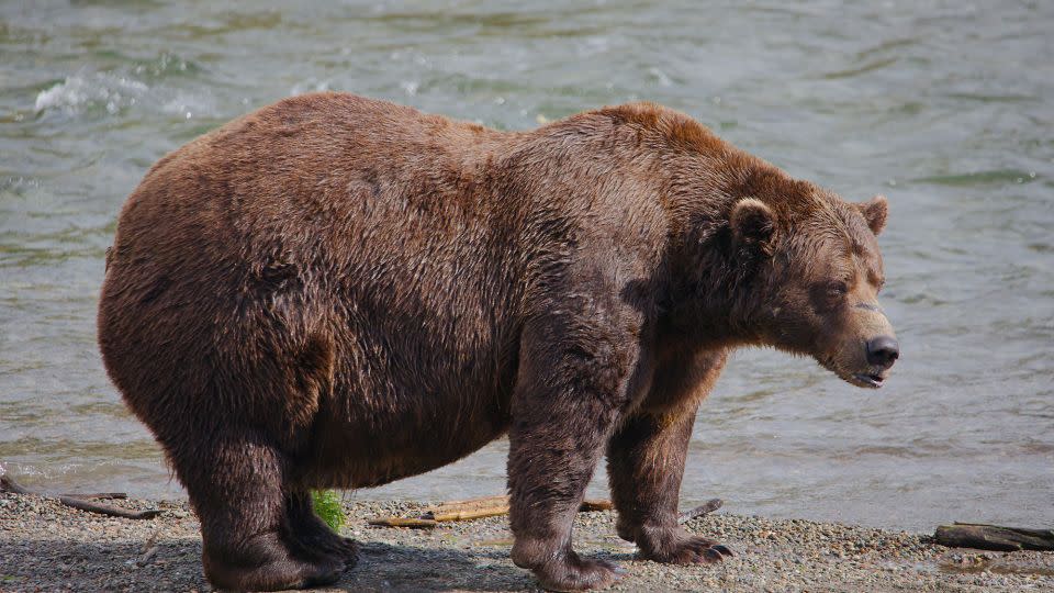 This photo of 32 Chunk was taken on September 9, 2024. It proves he's earned his name. - E. Johnston/NPS