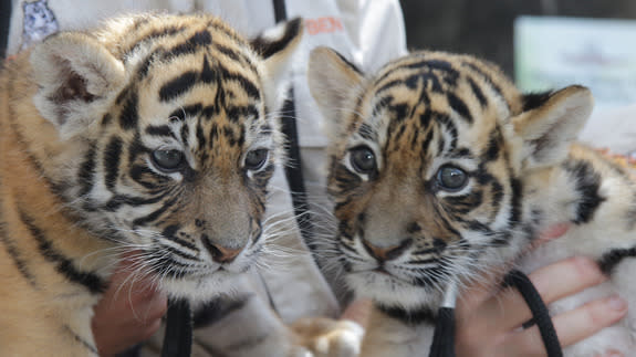 Cub update: Watch our Amur tiger cubs' adorable first moments