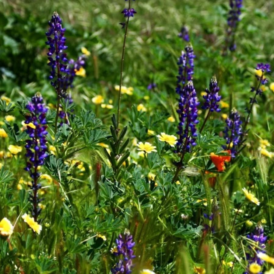 wildflower seed mix