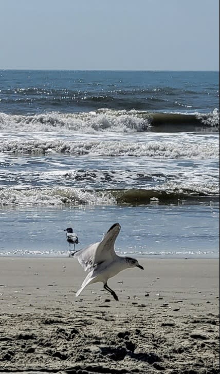 Coming in for a landing at Cherry Grove Beach. Photo courtesy of S. Wisniewski