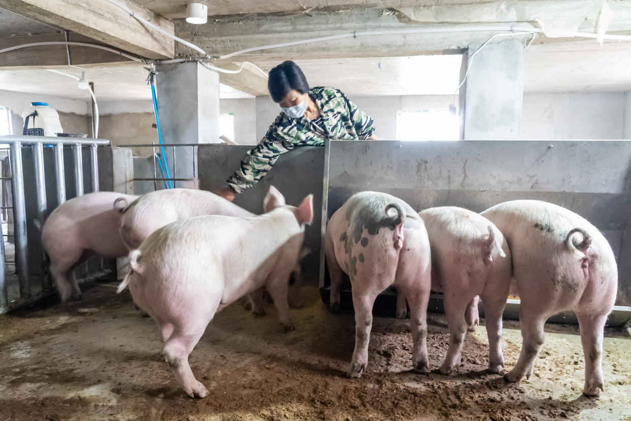 Woman work in pig farms