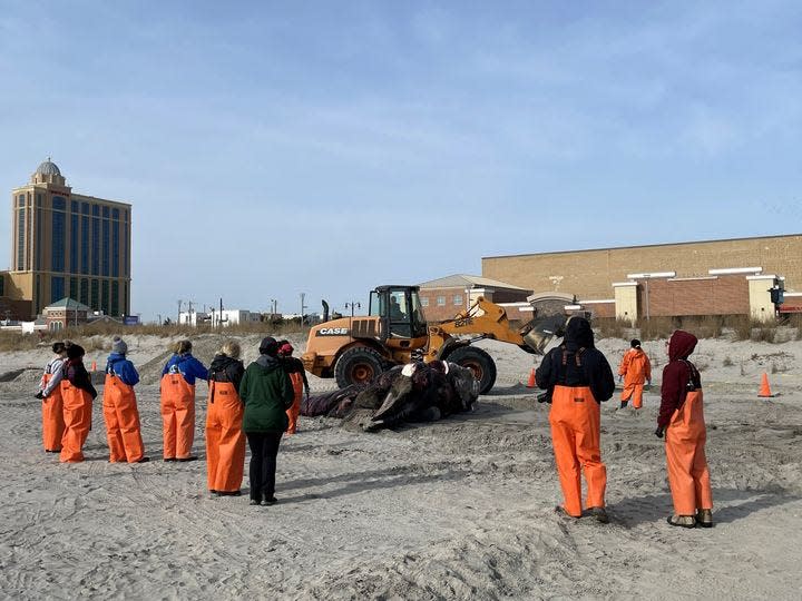 Volunteers and marine mammal experts gather on Sunday, Jan. 8, 2023 to analyze and prepare to bury a dead whale that washed ashore in Atlantic City.