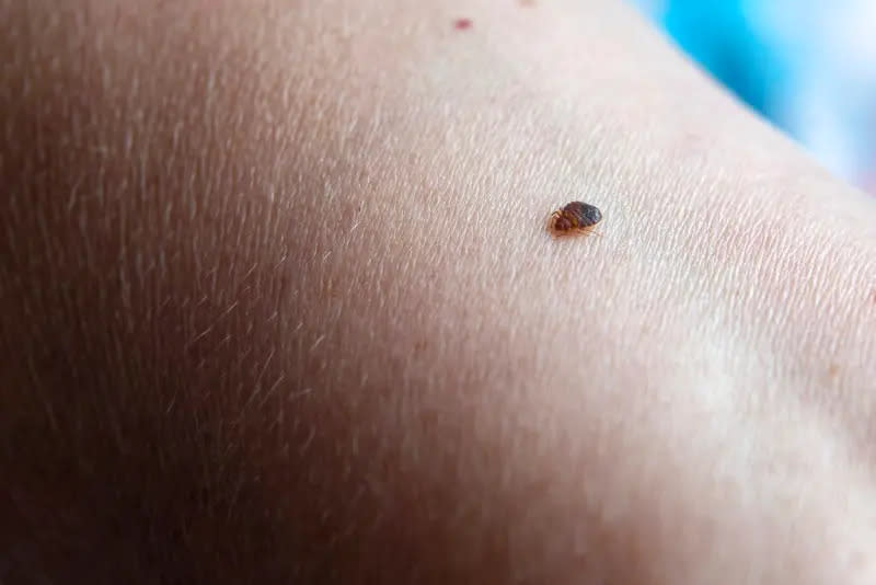 ▲臭蟲又稱作床蝨（Bed Bug），近期已從歐洲擴散至韓國，連鄰近的香港也傳出災情。不過這種蟲害在香港底層市民的生活中，其實很常見。（圖／美聯社／達志影像）