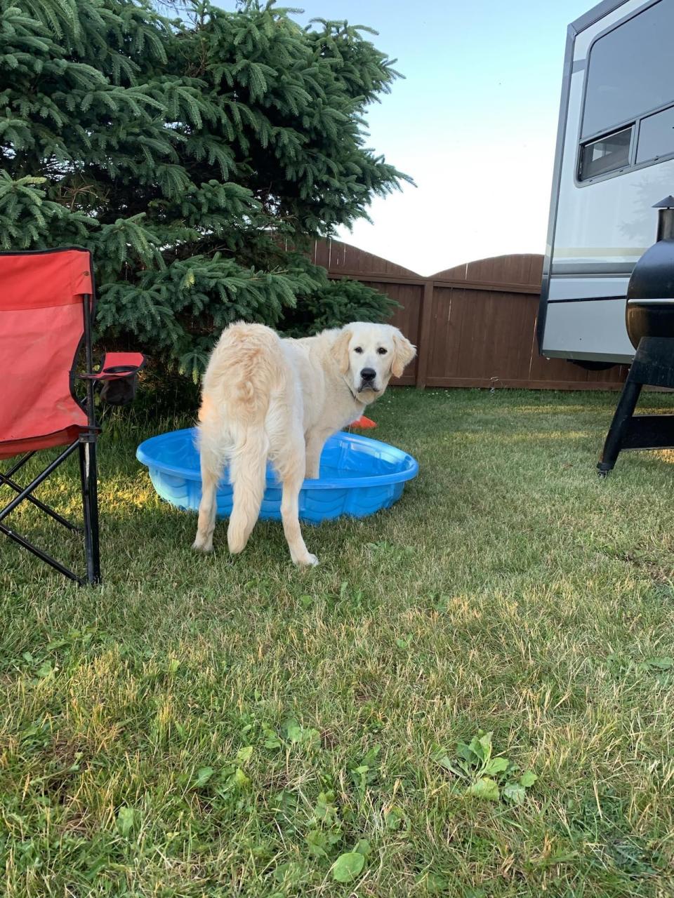 The family's new golden retriever, Banks, is already settling in at Twin Shores Campground for this year's Canada Day, but he'll be in the family's camper during the fireworks. (Kelly Russell)