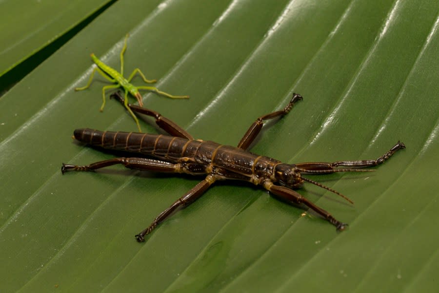 Lord Howe Island stick insects (San Diego Zoo Wildlife Alliance)