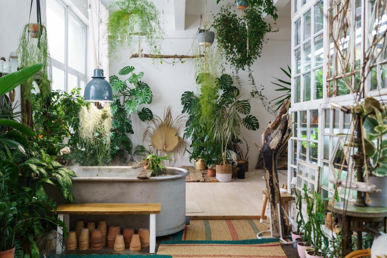 Indoor home garden with tropical houseplants.