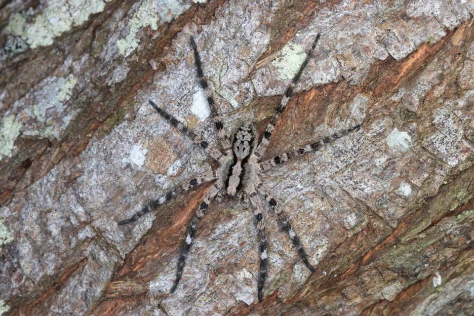 A Hogna arborea, or Taiwanese tree-dwelling wolf spider, seen fully stretched out. Photo from Ying-Yuan Lo